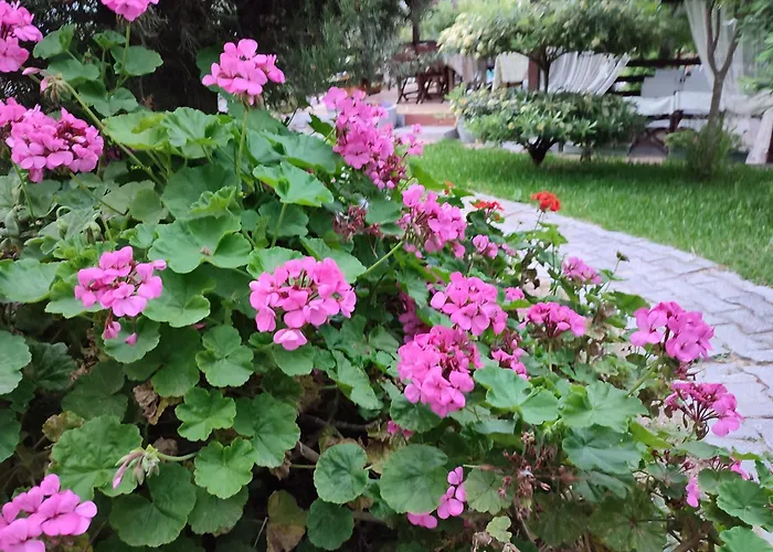 Апартаменты Nikos Ормос-Панайяс